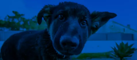 A young puppy with a blue image filter